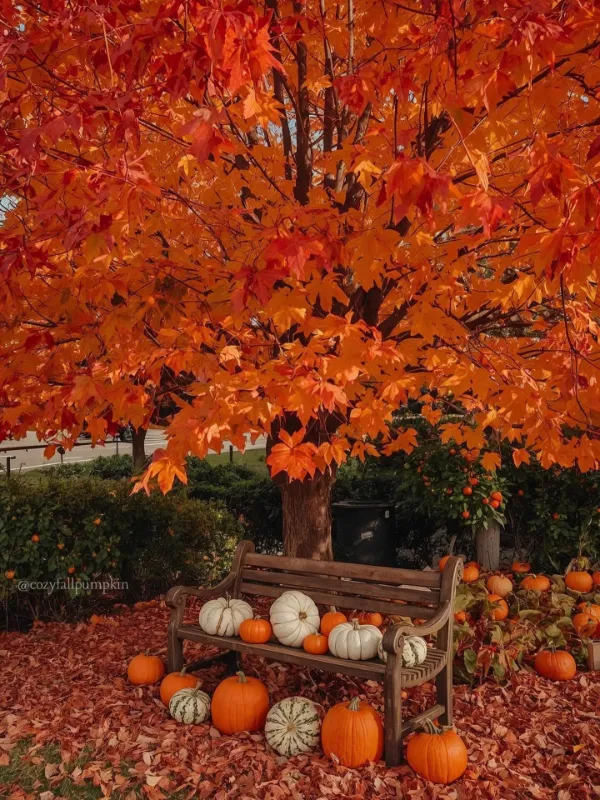 Autumn Pumpkin Maple