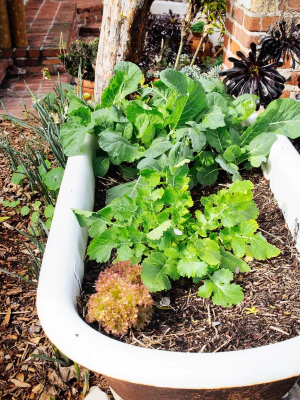 Bathtub Sofa Garden Planter