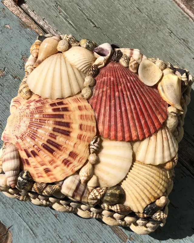 Beachy Seashell Holders