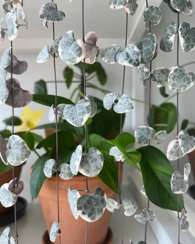 Cascading Heart Curtain