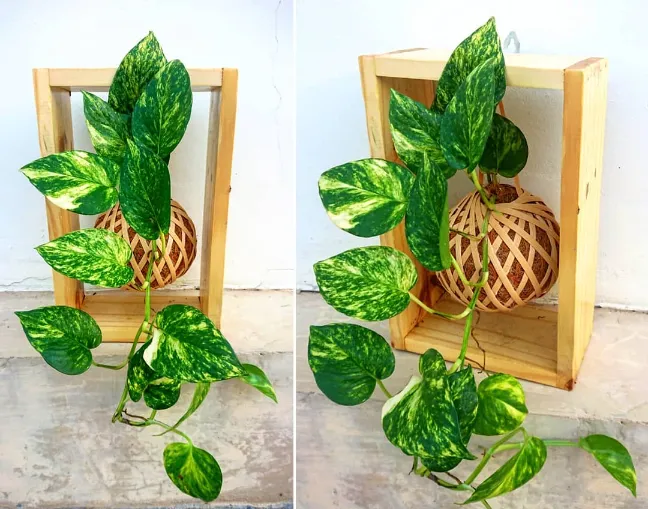 Hanging Kokedama Hanging Kokedama