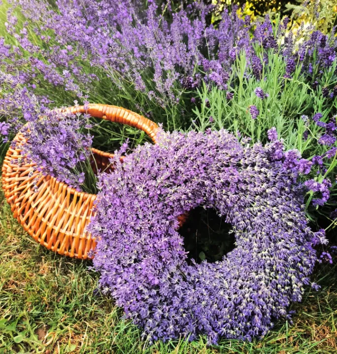 Lavender Provence Style