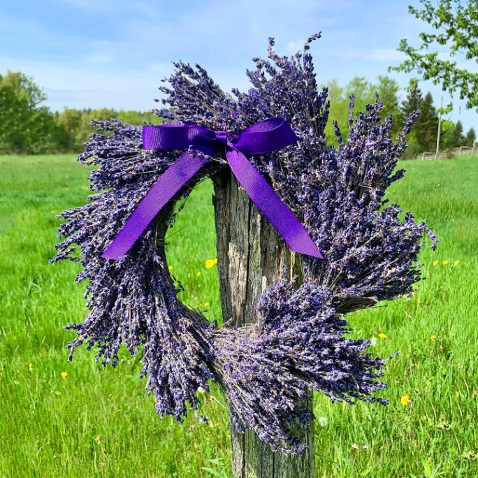 Lavender Summer Dream