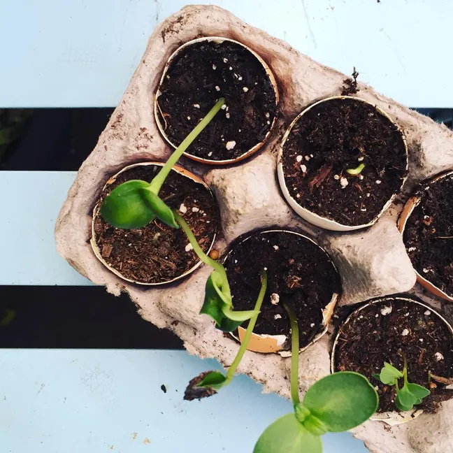 Project 6: Egg Carton Seed Starters
