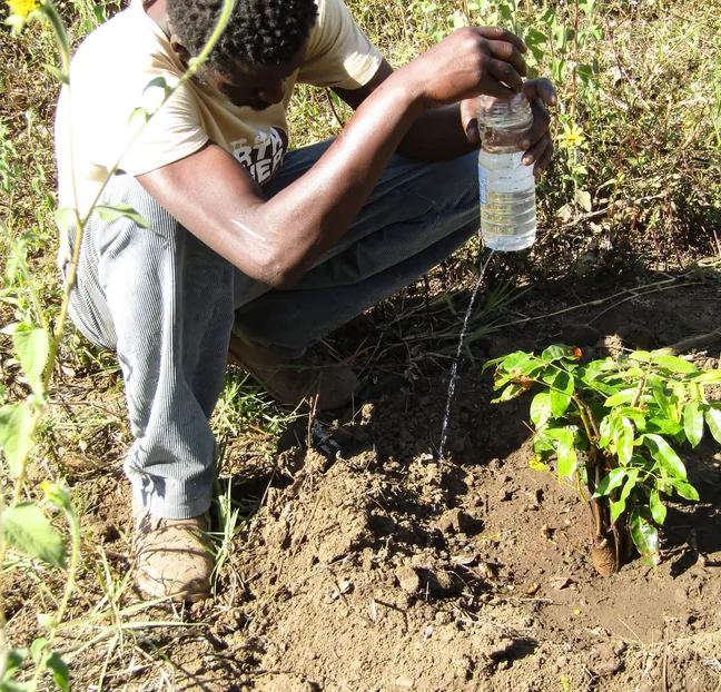 Project 7: Plastic Bottle Drip Irrigation