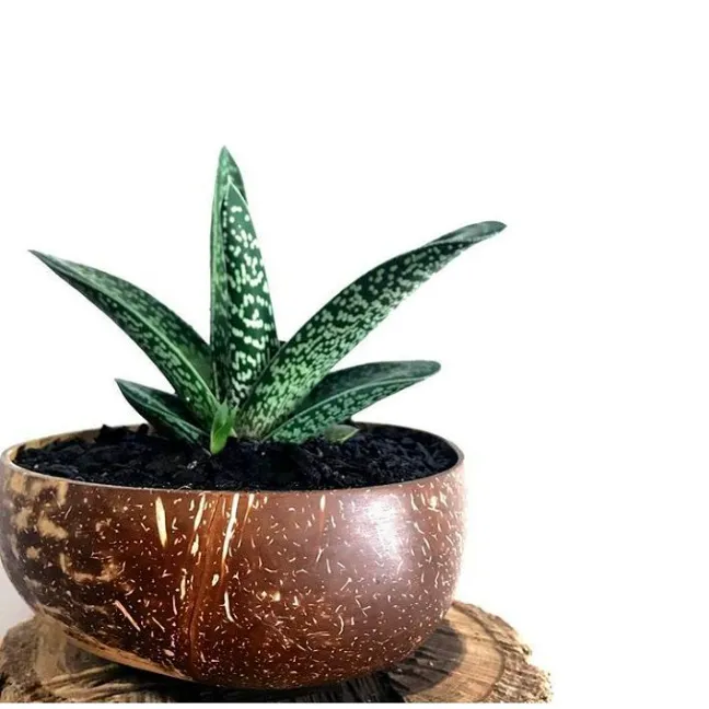 Repurposed Coconut Shell Natural