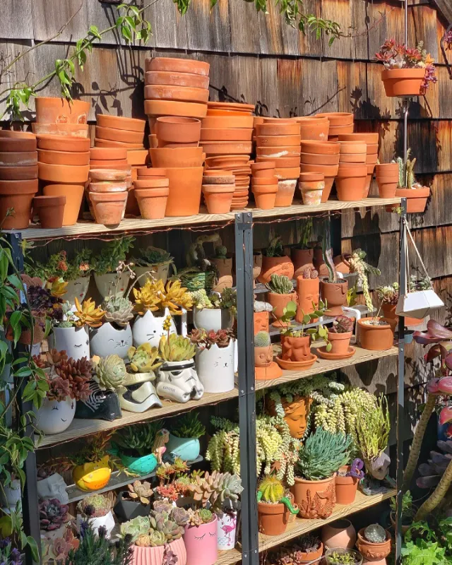 Solar-Powered Fairy Lights