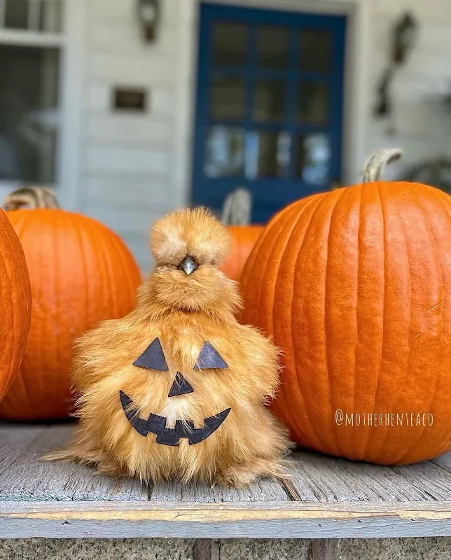 Velvet Pumpkin Arrangement
