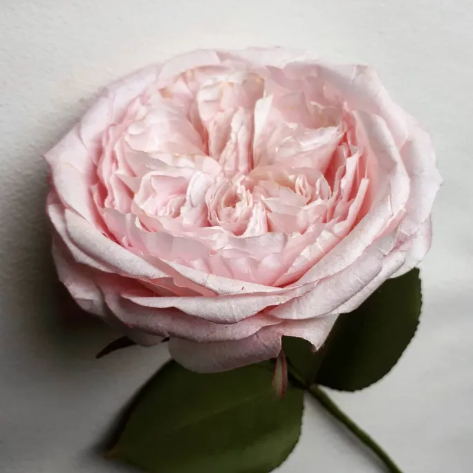 Vibrant Coffee Filter Dahlias