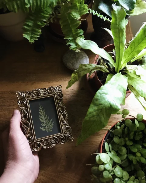 Botanical Art Frame Kit Botanical Art Frame Kit