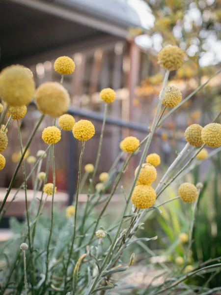 Delicate Billy Buttons Delicate Billy Buttons