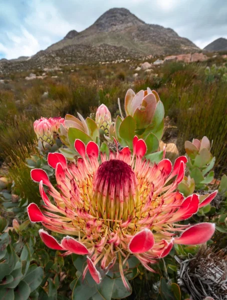 Exotic Dried Protea Exotic Dried Protea
