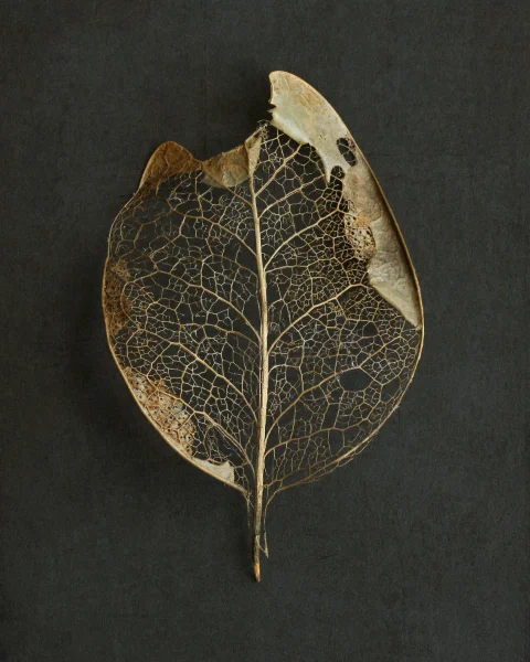 Leaf Skeleton Art