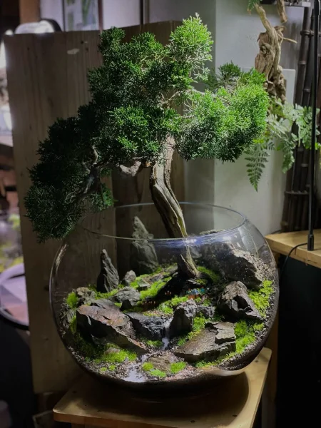Lovely Moss Terrarium Lovely Moss Terrarium