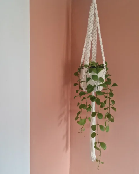 Macrame Hanger Combo