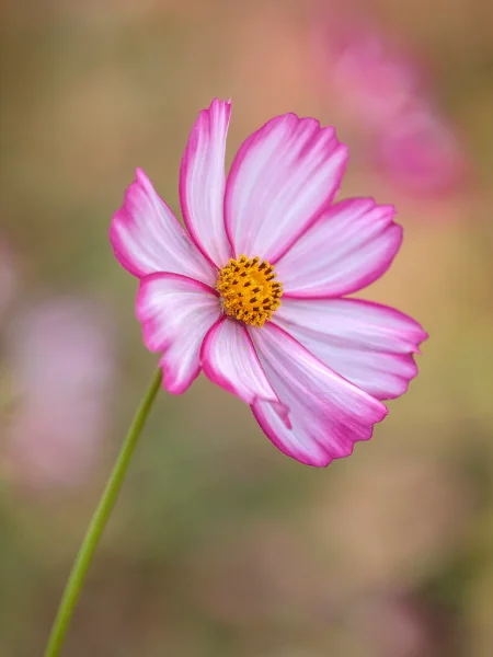 Minimalist Single Bloom Focus