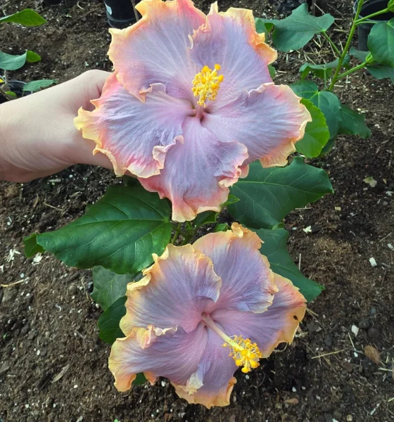 Tropical Hibiscus Statement