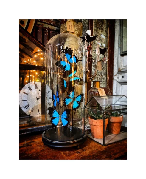 Vintage Bell Jar Displays