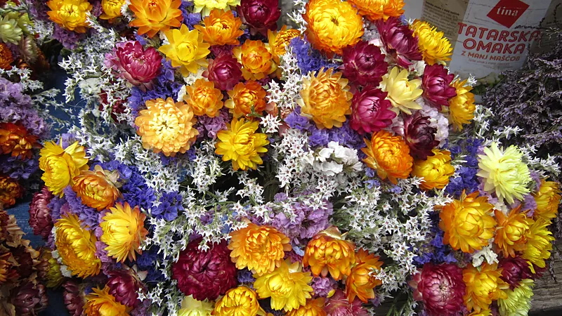 Bunches of colourful dried strawflowers and statice arranged on a market stall