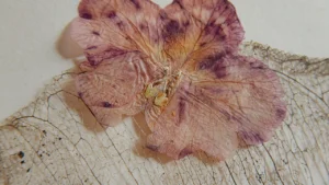 Pressed dried flower and a skeletonised leaf on a plain pale background