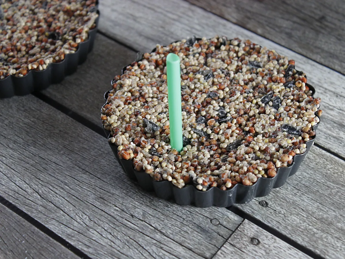 Bird seed mixture pressed flat into a fluted metal tart tin with a green ribbon loop set into the middle