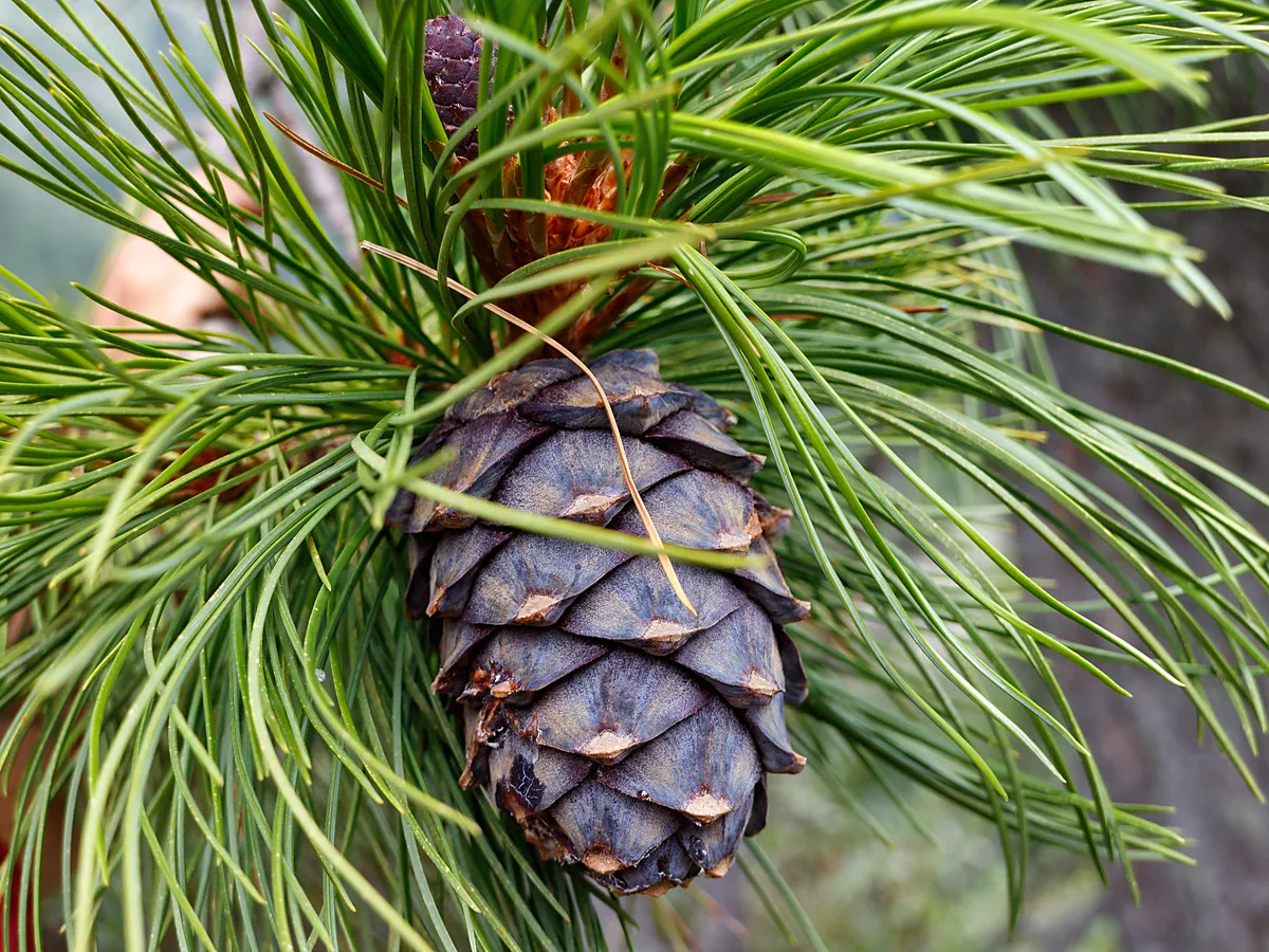 Closed resinous pine cone hanging among long green needles on a Siberian pine