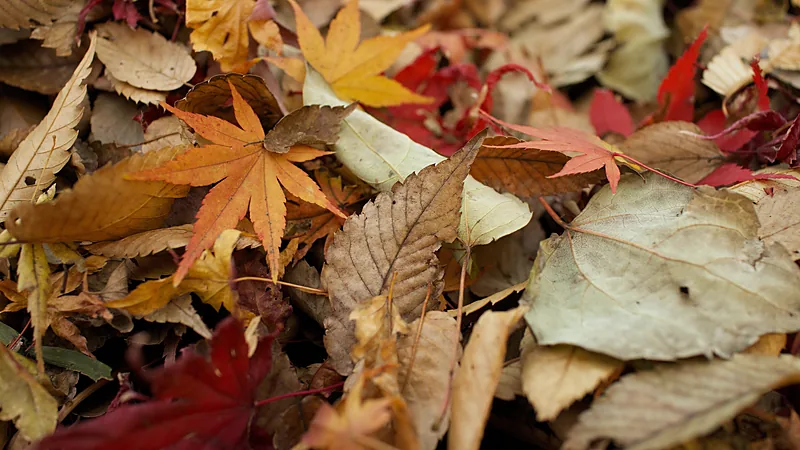 Fallen maple, oak and beech leaves in rust, amber and cream tones layered on the ground