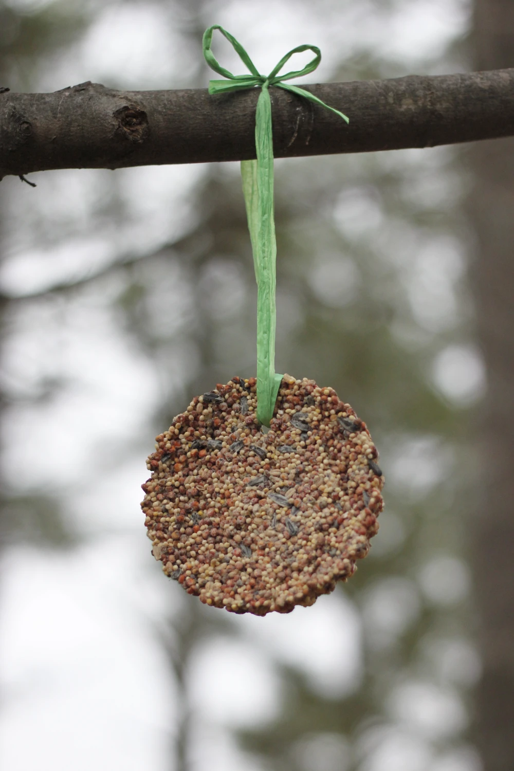 A round bird seed cake hanging from a green ribbon against a blurred background of winter branches