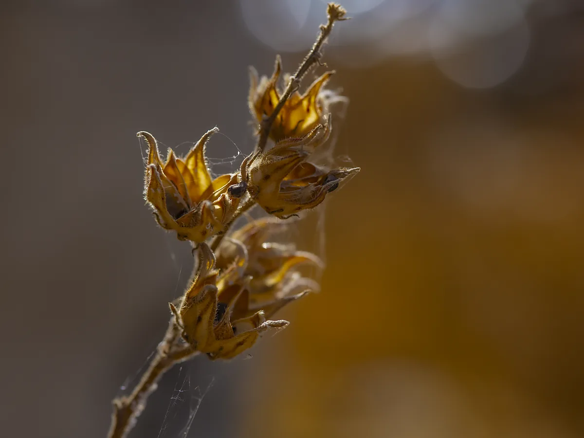 Dried mallow seed heads and stems against a plain background